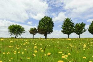 Flowery landscape, La Pampa, Argentina photo