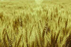 Wheat spikes ,cereal planted in La Pampa, Argentina photo