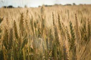 Wheat spikes ,cereal planted in La Pampa, Argentina photo