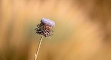 Thorny wild flower in Patagonia, Argentina photo