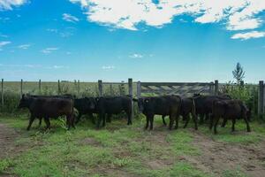 Steers fed on pasture, La Pampa, Argentina photo