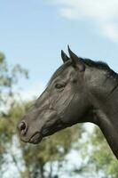 Black breeding horse, Portrait, La Pampa Province, Patagonia, Argentina. photo