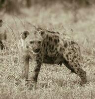 hiena alimentación, África foto