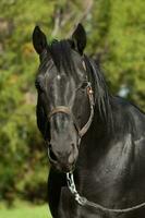 Black breeding horse, Portrait, La Pampa Province, Patagonia, Argentina. photo