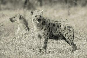 Hyena feeding, Africa photo