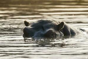 Hippopotamus , Kruger National Park , Africa photo