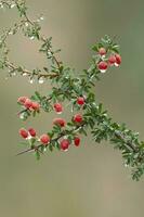 Piquillin, endemic wild fruits in the Pampas forest, Patagonia, Argentina photo