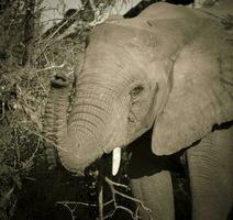 africano elefante comiendo, sur África foto