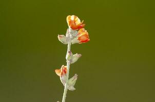 Wild flowers in semi desertic environment, Calden forest, La Pampa Argentina photo