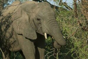 africano elefante, sur África foto