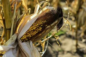 Corn cob growing on plant ready to harvest, Argentine Countryside, Buenos Aires Province, Argentina photo