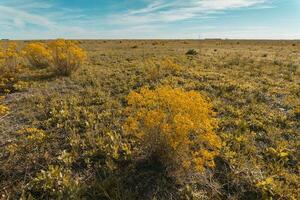 Spring season landscape, La Pampa photo