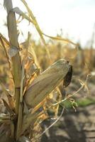 Corn cob growing on plant ready to harvest, Argentine Countryside, Buenos Aires Province, Argentina photo