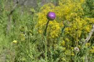 Yellow wild flower in Patagonia, Argentina photo