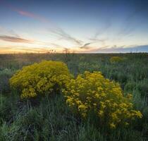 Spring season landscape, La Pampa photo