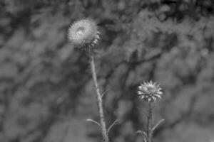 amarillo salvaje flor en Patagonia, argentina foto