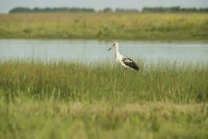 Maguari Stork, Argentina photo