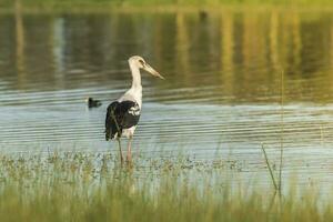 Maguari Stork, Argentina photo