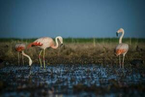 Flamingos, Patagonia Argentina photo