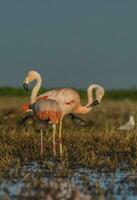 Flamingos, Patagonia Argentina photo