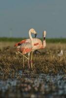 Flamingos, Patagonia Argentina photo