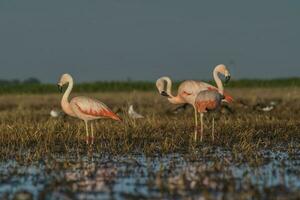 Flamingos, Patagonia Argentina photo