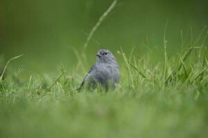 Plumbeous Sierra Finch, Quebrada del Condorito  National Park,Cordoba province, Argentina photo