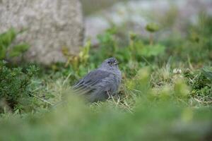 Plumbeous Sierra Finch, Quebrada del Condorito  National Park,Cordoba province, Argentina photo