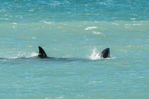 orca familia, Patagonia argentina foto