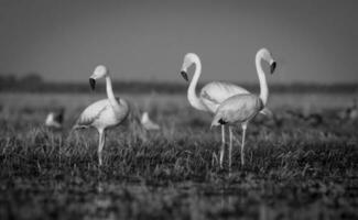 Flamingos, Patagonia Argentina photo