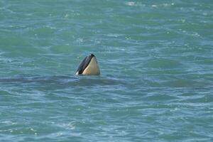 orca bebé, Patagonia argentina foto