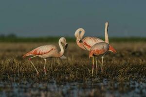 Flamingos, Patagonia Argentina photo