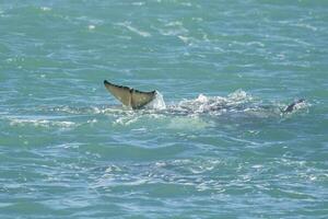 Orca baby tail , Patagonia Argentina photo