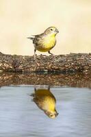 azafrán pinzón sicalis flaveola, la pampa, argentina. foto