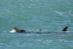 Orca Family, Patagonia Argentina photo