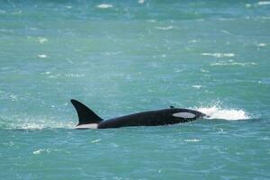 Orca Family, Patagonia Argentina photo