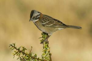 de color herrumbre con cuello gorrión, zonotrichia capensis, caldén adelante, la pampa , argentina foto