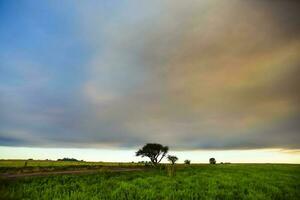 fumar nube fuego en la pampa, argentina foto