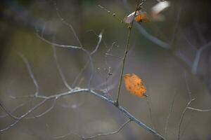 Autumn leaves in the forest, La Pampa Province, Patagonia, Argentina. photo