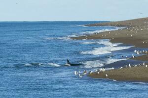 Orca hunting,  Patagonia Argentina photo