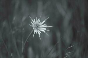 Yellow wild flower in Patagonia, Argentina photo