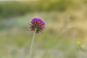 Yellow wild flower in Patagonia, Argentina photo