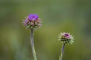 Wild flower in Patagonia, Argentina photo