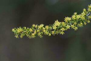 Yellow wild flower in Patagonia, Argentina photo