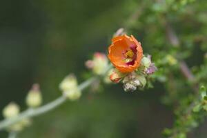 Orange Wild flower in Patagonia, Argentina photo