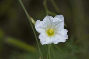 Wild flower in Patagonia, Argentina photo