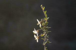 Wild flowers in semi desertic environment, Calden forest, La Pampa Argentina photo