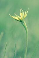 Wild flower in Patagonia, Argentina photo