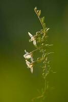 Wild flowers in semi desertic environment, Calden forest, La Pampa Argentina photo