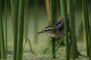 Wren like rushbird, in marsh environment, Patagonia, Argentina photo